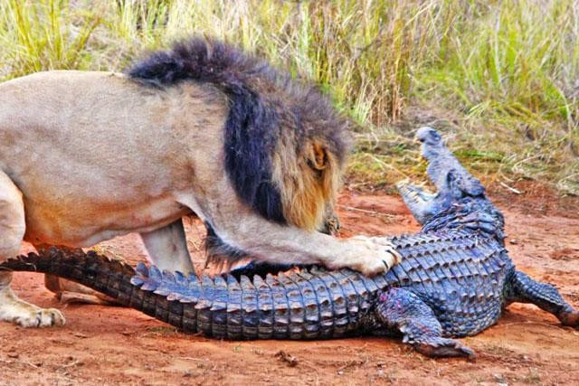 Lên bờ tắm nắng, cá sấu bị bầy sư tử hành hạ tả tơi - Hình 5 Len bo tam nang, ca sau bi bay su tu hanh ha ta toi-Hinh-5