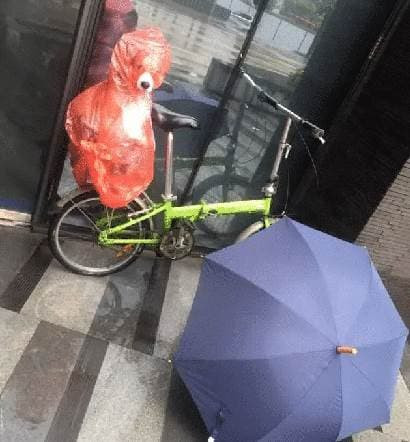 Người chủ đưa chú chó xuống tầng dưới công ty để tránh mưa - Hình 3 Nguoi chu dua chu cho xuong tang duoi cong ty de tranh mua-Hinh-3