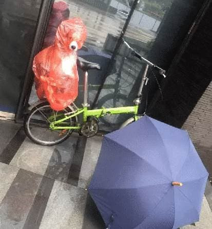Người chủ đưa chú chó xuống tầng dưới công ty để tránh mưa Nguoi chu dua chu cho xuong tang duoi cong ty de tranh mua