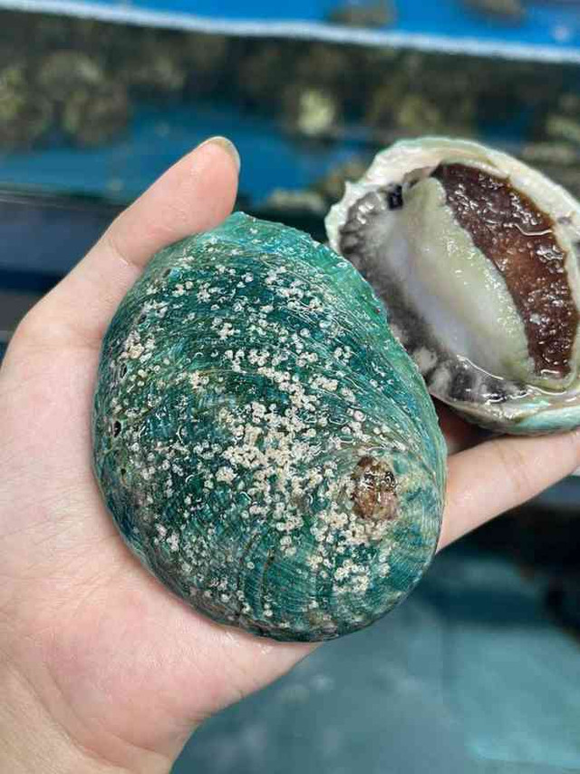 3 loại hải sản cực tốt cho nam giới - Hình 2 3 loai hai san cuc tot cho nam gioi-Hinh-2