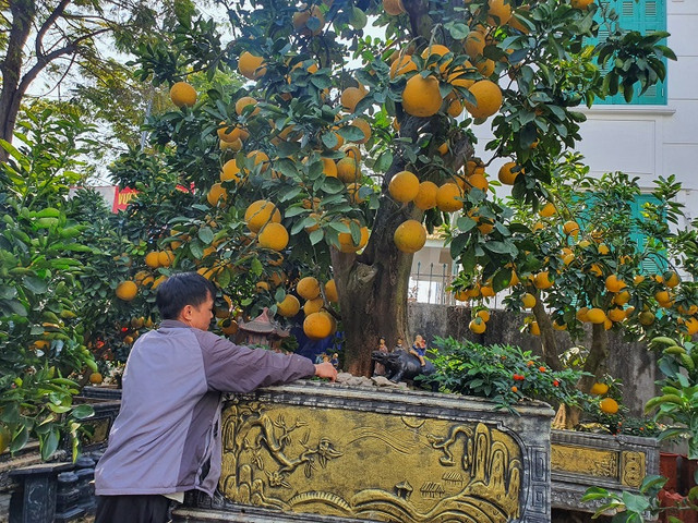 Cây bưởi hơn 50 năm tuổi, khách thuê 80 triệu chủ vườn chưa đồng ý - Hình 5 Cay buoi hon 50 nam tuoi, khach thue 80 trieu chu vuon chua dong y-Hinh-5