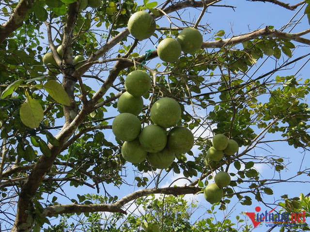 Bán đặc sản tiến vua, ngồi đếm cây thu tiền triệu mỗi ngày Ban dac san tien vua, ngoi dem cay thu tien trieu moi ngay