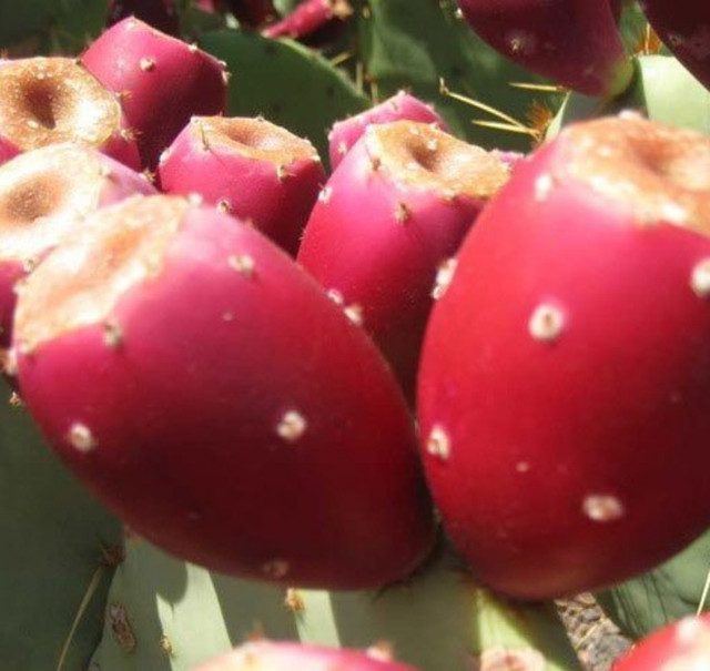 Quả dại Việt Nam tưởng không ăn được, sang châu Phi thành cao cấp - Hình 7 Qua dai Viet Nam tuong khong an duoc, sang chau Phi thanh cao cap-Hinh-7
