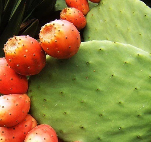 Quả dại Việt Nam tưởng không ăn được, sang châu Phi thành cao cấp - Hình 4 Qua dai Viet Nam tuong khong an duoc, sang chau Phi thanh cao cap-Hinh-4