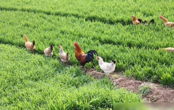 Người tuổi Dậu sinh năm nào sẽ gặp may mắn, có tài vận tốt? - Hình 2 Nguoi tuoi Dau sinh nam nao se gap may man, co tai van tot?-Hinh-2