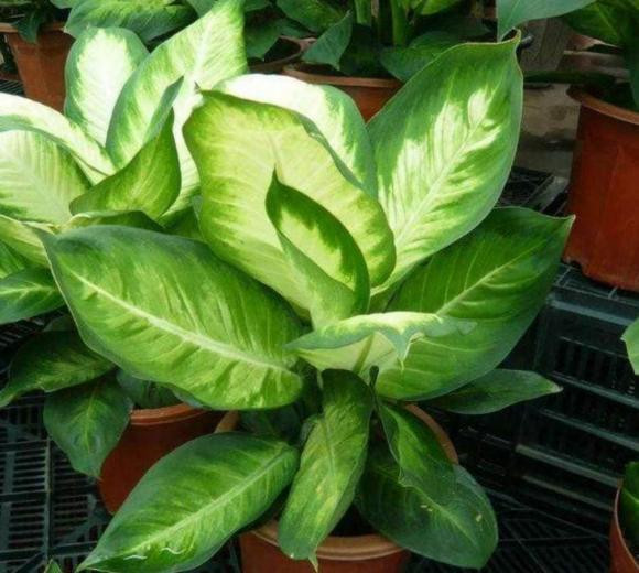 4 loại hoa 'xui xẻo' nhất định đừng nuôi trong nhà - Hình 3 4 loai hoa 'xui xeo' nhat dinh dung nuoi trong nha-Hinh-3