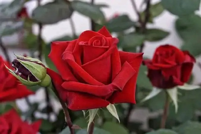 Người sinh vào 3 tháng Âm lịch này, có tài lãnh đạo - Hình 2 Nguoi sinh vao 3 thang Am lich nay, co tai lanh dao-Hinh-2