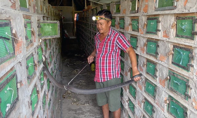 Ớn lạnh vào ổ rắn hổ hàng nghìn con lớn nhất miền Tây On lanh vao o ran ho hang nghin con lon nhat mien Tay
