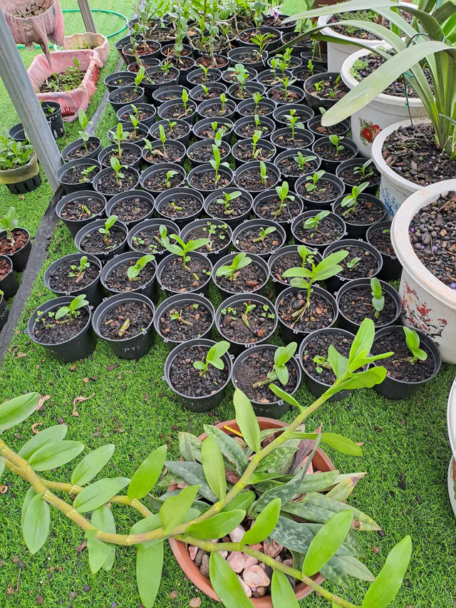 Cắm sổ đỏ ôm lan đột biến tiền tỷ, giờ rao bán rẻ hơn trà đá - Hình 2 Cam so do om lan dot bien tien ty, gio rao ban re hon tra da-Hinh-2