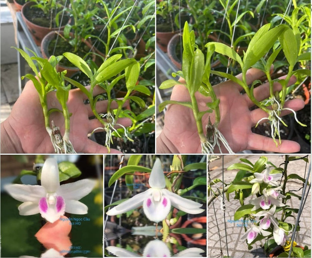 Cắm sổ đỏ ôm lan đột biến tiền tỷ, giờ rao bán rẻ hơn trà đá - Hình 5 Cam so do om lan dot bien tien ty, gio rao ban re hon tra da-Hinh-5
