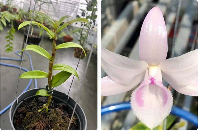Cắm sổ đỏ ôm lan đột biến tiền tỷ, giờ rao bán rẻ hơn trà đá - Hình 3 Cam so do om lan dot bien tien ty, gio rao ban re hon tra da-Hinh-3