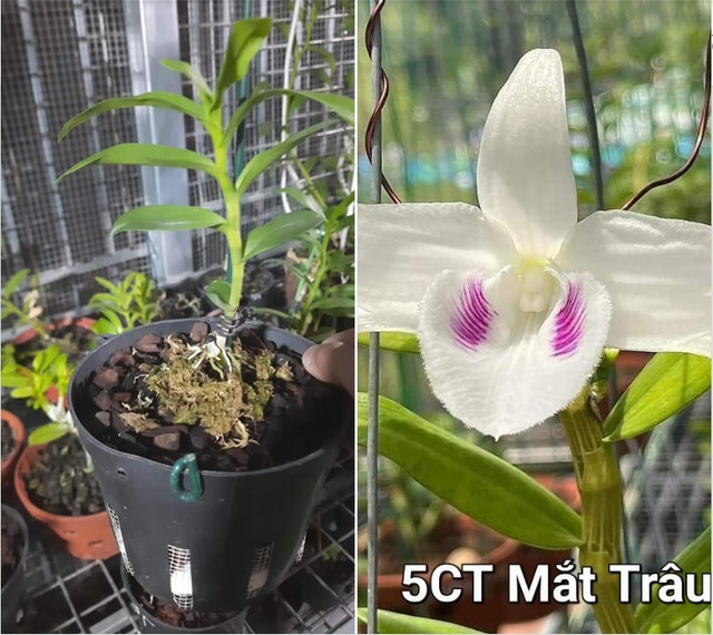 Cắm sổ đỏ ôm lan đột biến tiền tỷ, giờ rao bán rẻ hơn trà đá - Hình 6 Cam so do om lan dot bien tien ty, gio rao ban re hon tra da-Hinh-6