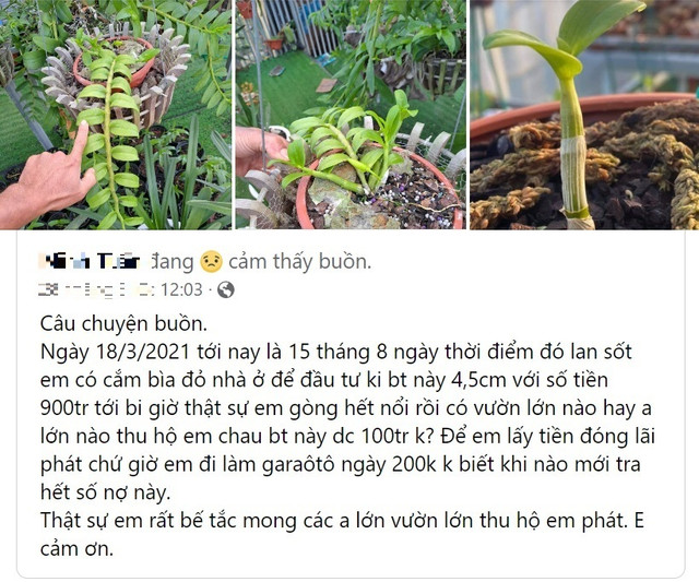 Cắm sổ đỏ ôm lan đột biến tiền tỷ, giờ rao bán rẻ hơn trà đá Cam so do om lan dot bien tien ty, gio rao ban re hon tra da