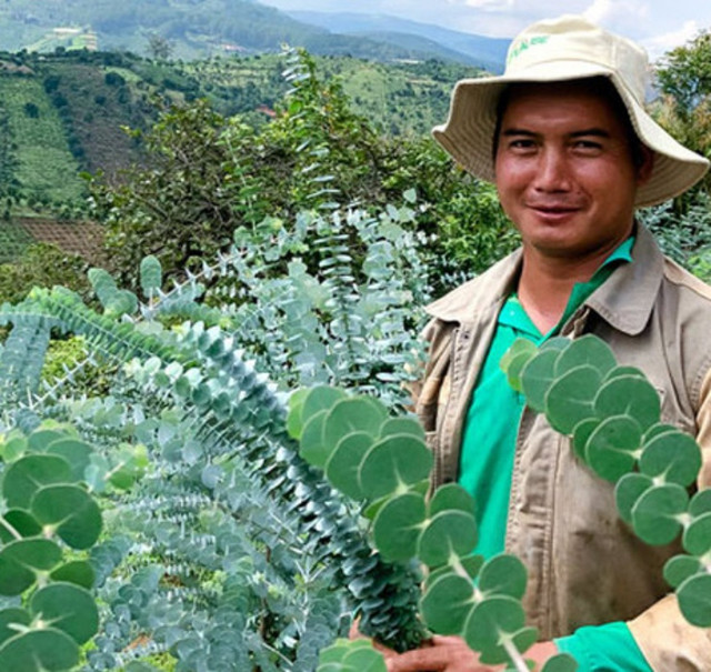 3 loại cây nghe tên là thấy "mùi tiền", trồng là có người mua - Hình 3 3 loai cay nghe ten la thay