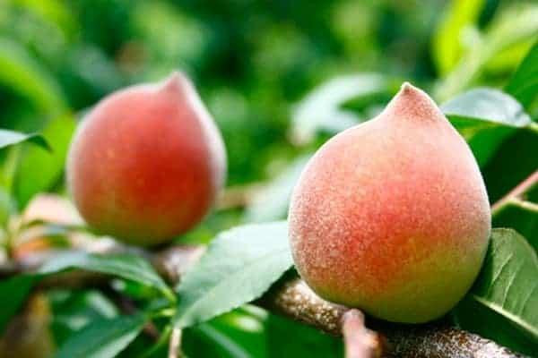 "Đại kỵ" khi ăn đào, cần tránh kẻo rước bệnh vào thân "Đại kỵ" khi ăn đào, cần tránh kẻo rước bệnh vào thân ảnh 1