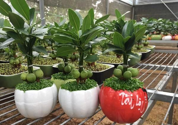 4 vị trí đặt cây đúng cung Tài lộc giúp gia chủ phát chóng mặt - Hình 2 4 vi tri dat cay dung cung Tai loc giup gia chu phat chong mat-Hinh-2