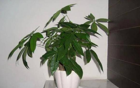 Đặt cây tài lộc ở vị trí này trong nhà khiến gia chủ nghèo mạt kiếp - Hình 3 Dat cay tai loc o vi tri nay trong nha khien gia chu ngheo mat kiep-Hinh-3