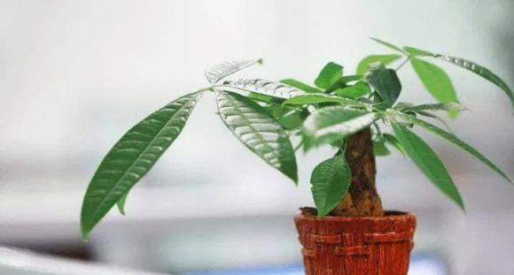 Đặt cây tài lộc ở vị trí này trong nhà khiến gia chủ nghèo mạt kiếp Dat cay tai loc o vi tri nay trong nha khien gia chu ngheo mat kiep