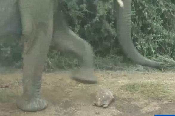 Con rùa được mẹ tự nhiên "độ", sống sót sau khi lạc giữa đàn voi Con rua duoc me tu nhien