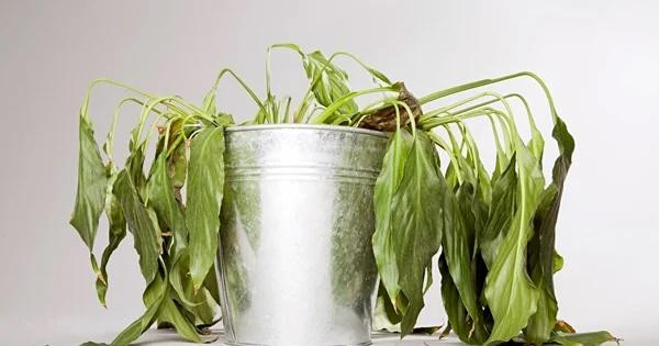 Giữ khư khư 5 món đồ trong nhà, gia chủ lận đận - Hình 2 Giu khu khu 5 mon do trong nha, gia chu lan dan-Hinh-2