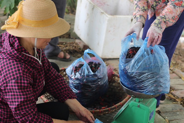 Người Hà Nội tìm mua dâu tằm chính vụ, nông dân “hốt bạc” - Hình 4 Nguoi Ha Noi tim mua dau tam chinh vu, nong dan “hot bac”-Hinh-4