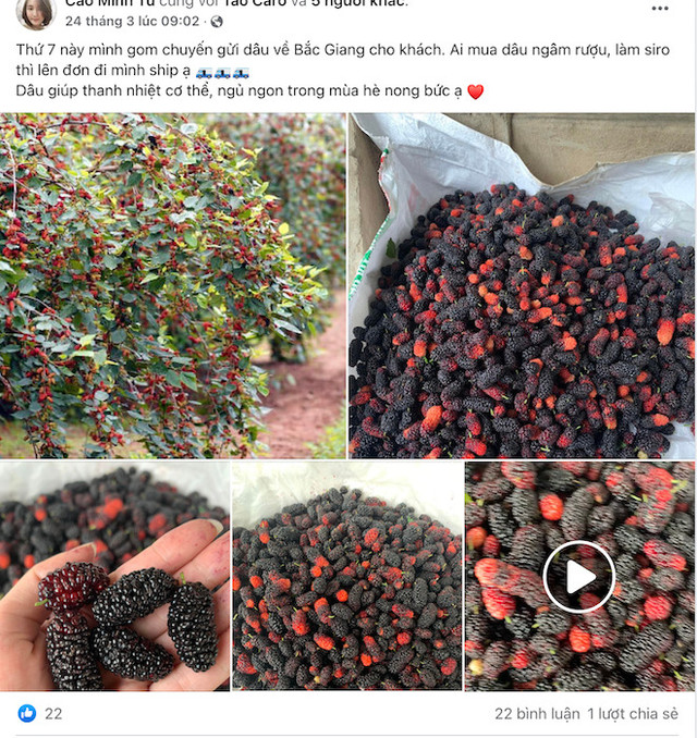 Người Hà Nội tìm mua dâu tằm chính vụ, nông dân “hốt bạc” - Hình 2 Nguoi Ha Noi tim mua dau tam chinh vu, nong dan “hot bac”-Hinh-2