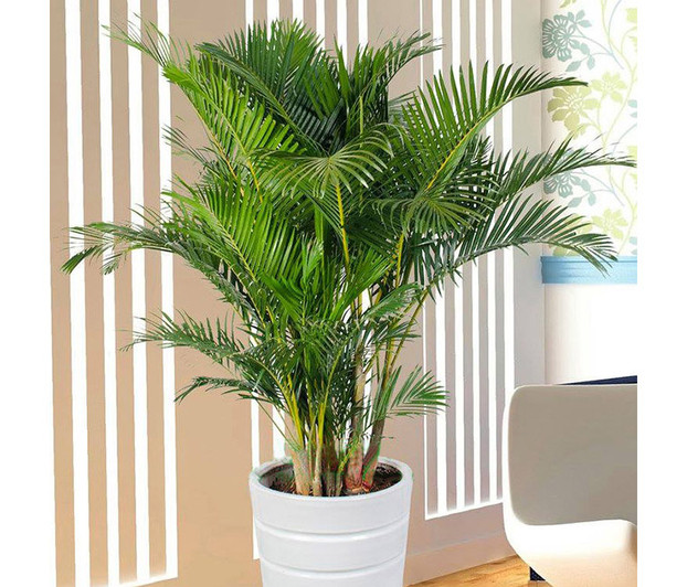 4 cây cảnh kích thước lớn mang thịnh vượng, may mắn cho gia chủ - Hình 3 4 cay canh kich thuoc lon mang thinh vuong, may man cho gia chu-Hinh-3
