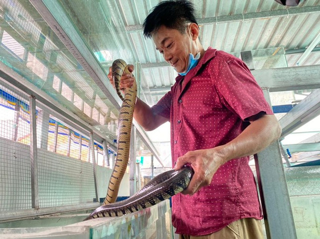 Cho rắn ở nhà lầu, anh nông dân thu trăm triệu mỗi năm Cho ran o nha lau, anh nong dan thu tram trieu moi nam