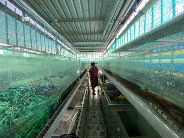Cho rắn ở nhà lầu, anh nông dân thu trăm triệu mỗi năm - Hình 4 Cho ran o nha lau, anh nong dan thu tram trieu moi nam-Hinh-4
