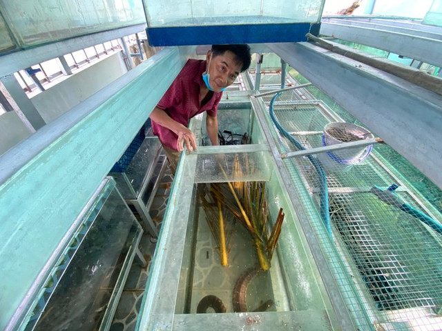 Cho rắn ở nhà lầu, anh nông dân thu trăm triệu mỗi năm - Hình 5 Cho ran o nha lau, anh nong dan thu tram trieu moi nam-Hinh-5