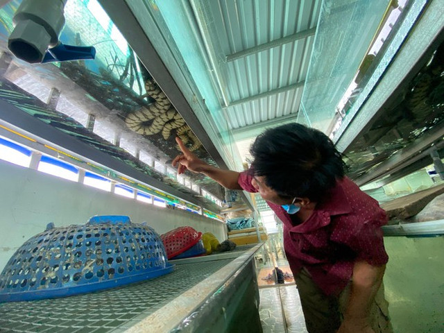 Cho rắn ở nhà lầu, anh nông dân thu trăm triệu mỗi năm - Hình 2 Cho ran o nha lau, anh nong dan thu tram trieu moi nam-Hinh-2