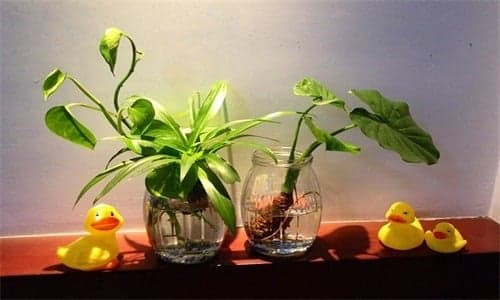 Vị trí đặt cây phong thủy mới nhất năm 2022 Vi tri dat cay phong thuy moi nhat nam 2022