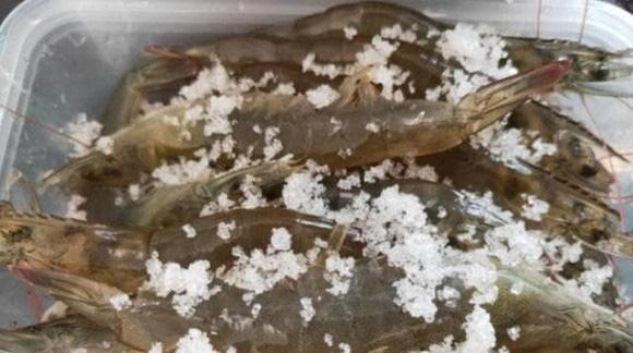 3 mẹo bảo quản tôm tươi ăn cả năm, cách cuối không ai ngờ 3 meo bao quan tom tuoi an ca nam, cach cuoi khong ai ngo
