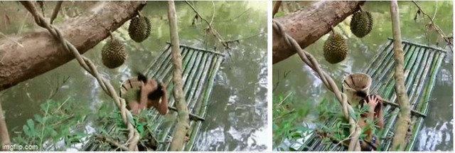 "Tai nạn nghề nghiệp" khi kiểm tra sầu riêng ai nhìn cũng hoảng