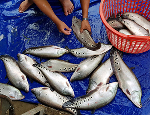 Loài cá xưa không ai thèm ăn nay bán 330.000 đồng/kg - Hình 2 Loai ca xua khong ai them an nay ban 330.000 dong/kg-Hinh-2