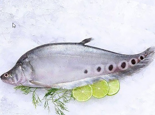 Loài cá xưa không ai thèm ăn nay bán 330.000 đồng/kg - Hình 7 Loai ca xua khong ai them an nay ban 330.000 dong/kg-Hinh-7