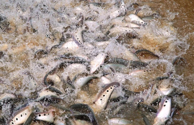 Loài cá xưa không ai thèm ăn nay bán 330.000 đồng/kg - Hình 10 Loai ca xua khong ai them an nay ban 330.000 dong/kg-Hinh-10