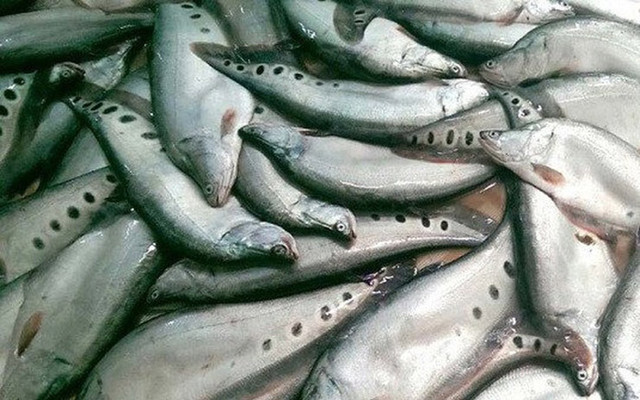 Loài cá xưa không ai thèm ăn nay bán 330.000 đồng/kg - Hình 8 Loai ca xua khong ai them an nay ban 330.000 dong/kg-Hinh-8