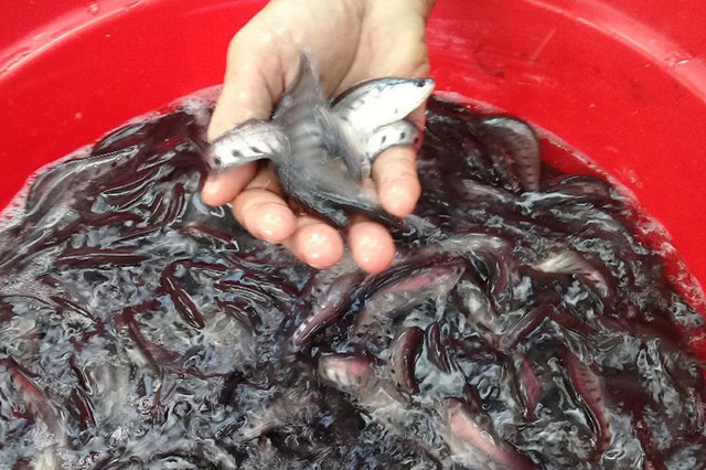 Loài cá xưa không ai thèm ăn nay bán 330.000 đồng/kg - Hình 4 Loai ca xua khong ai them an nay ban 330.000 dong/kg-Hinh-4