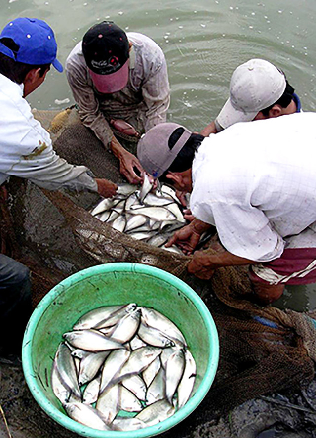 Loài cá xưa không ai thèm ăn nay bán 330.000 đồng/kg - Hình 3 Loai ca xua khong ai them an nay ban 330.000 dong/kg-Hinh-3
