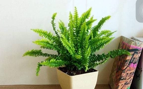 Loại "thảo mộc hút khí độc" rất phù hợp cho căn bếp của bạn - Hình 2 Loai