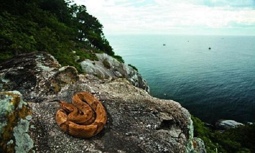 ‘Hòn đảo tử thần’ nơi hàng vạn con rắn độc ngự trị - Hình 3 ‘Hon dao tu than’ noi hang van con ran doc ngu tri-Hinh-3