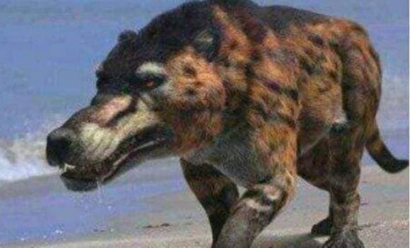 Loài "sói đầu lừa" đã tuyệt chủng 500.000 năm nay xuất hiện lại - Hình 3 Loai