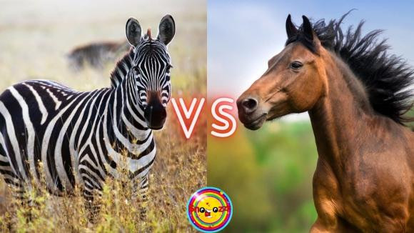 Vì sao con người chọn cưỡi ngựa, lừa nhưng không bao giờ cưỡi ngựa vằn? Vi sao con nguoi chon cuoi ngua, lua nhung khong bao gio cuoi ngua van?