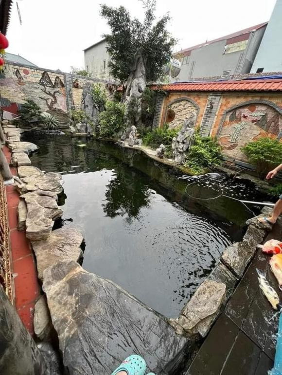 Đàn cá Koi gần tỷ đồng chết ngửa bụng chỉ sau một đêm - Hình 4 Dan ca Koi gan ty dong chet ngua bung chi sau mot dem-Hinh-4
