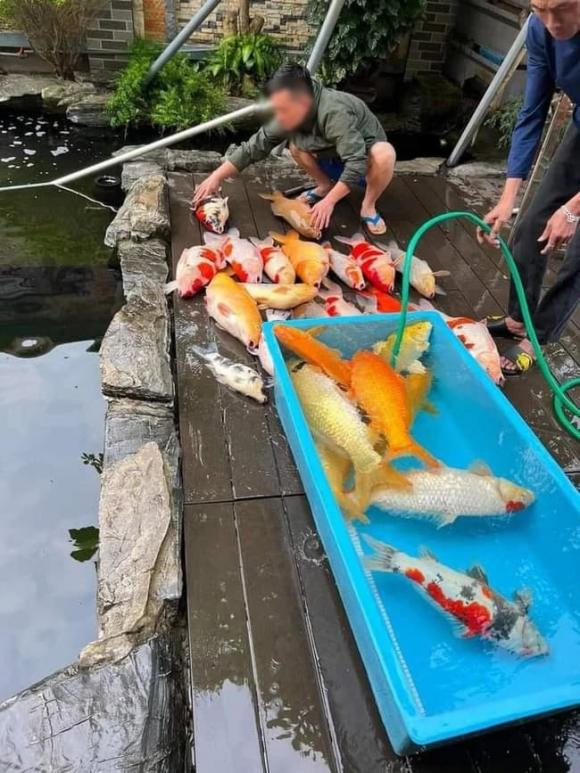 Đàn cá Koi gần tỷ đồng chết ngửa bụng chỉ sau một đêm - Hình 2 Dan ca Koi gan ty dong chet ngua bung chi sau mot dem-Hinh-2