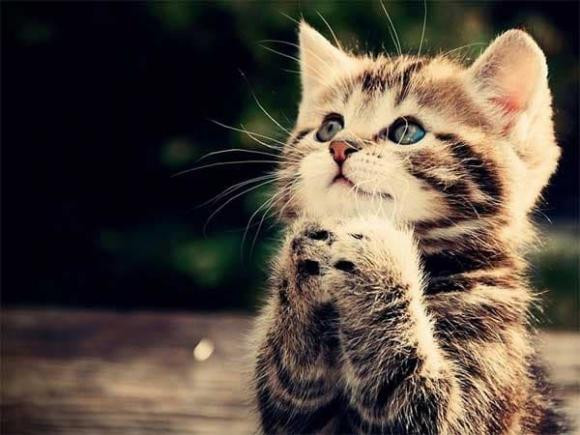 Người tuổi Mão sinh năm này có duyên với tiền bạc Nguoi tuoi Mao sinh nam nay co duyen voi tien bac