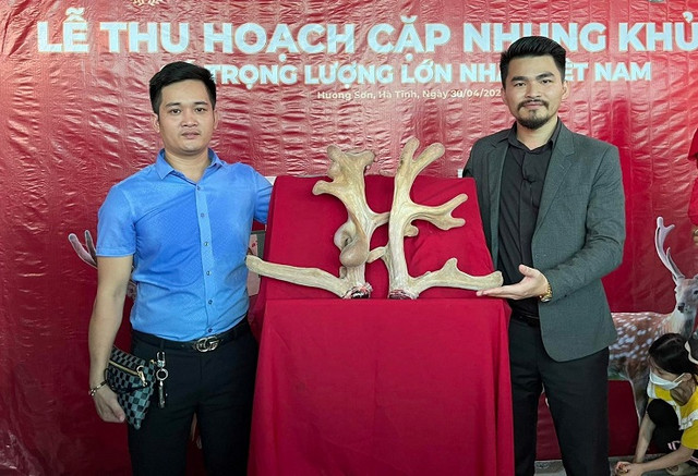 Cặp nhung hươu “độc nhất vô nhị”, được trả 220 triệu chưa bán - Hình 3 Cap nhung huou “doc nhat vo nhi”, duoc tra 220 trieu chua ban-Hinh-3