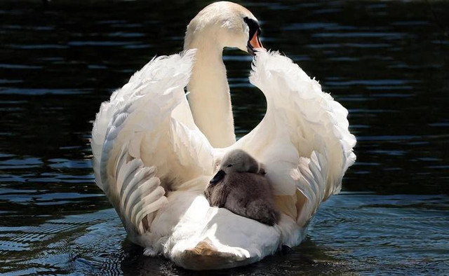 3 điều nhất định phải giữ kín khi bước sang tuổi trung niên - Hình 2 3 dieu nhat dinh phai giu kin khi buoc sang tuoi trung nien-Hinh-2