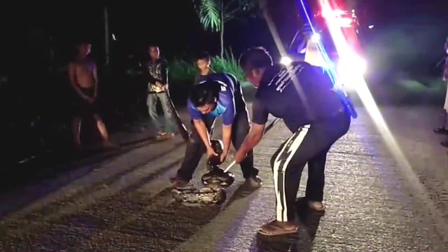 Video: Trăn lớn xuất hiện trên đường sau trận mưa lũ Video: Tran lon xuat hien tren duong sau tran mua lu